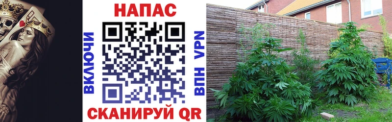 Канабис конопля  Дыгулыбгей 